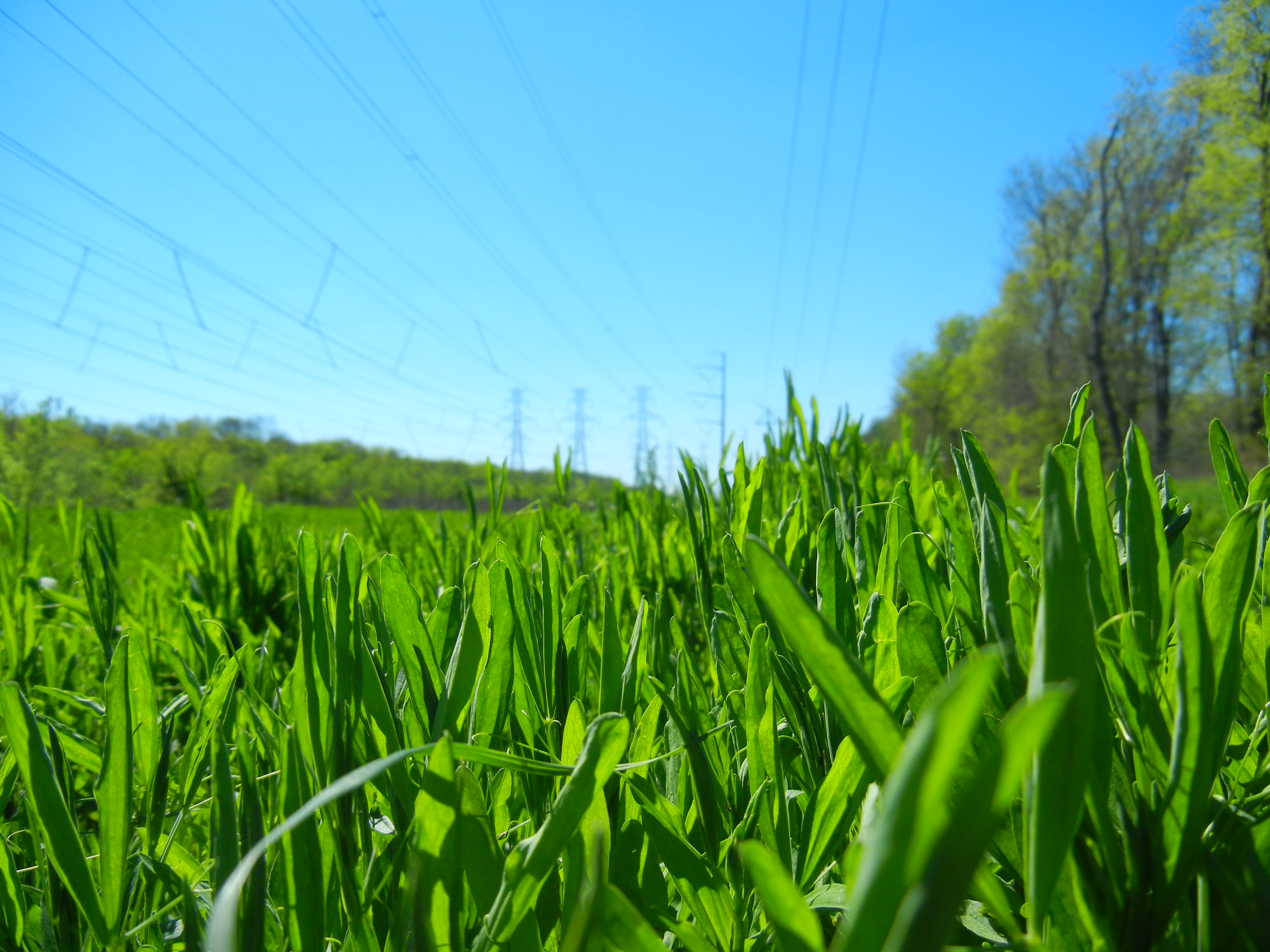 Grass Hd Wallpapers