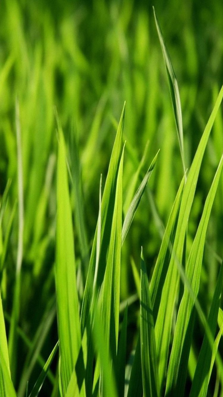 Grass Hd Wallpapers