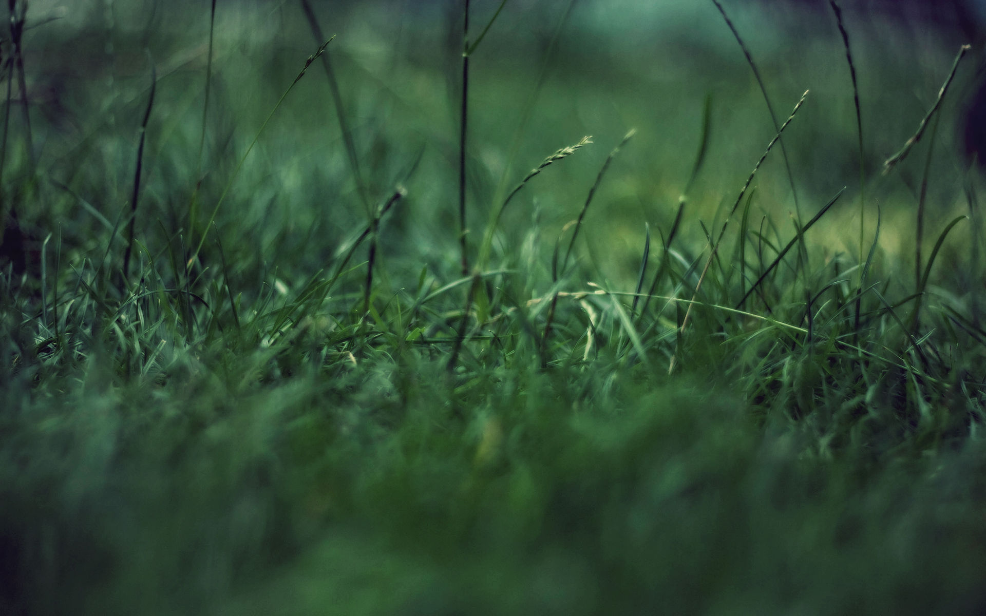 Grass Hd Wallpapers