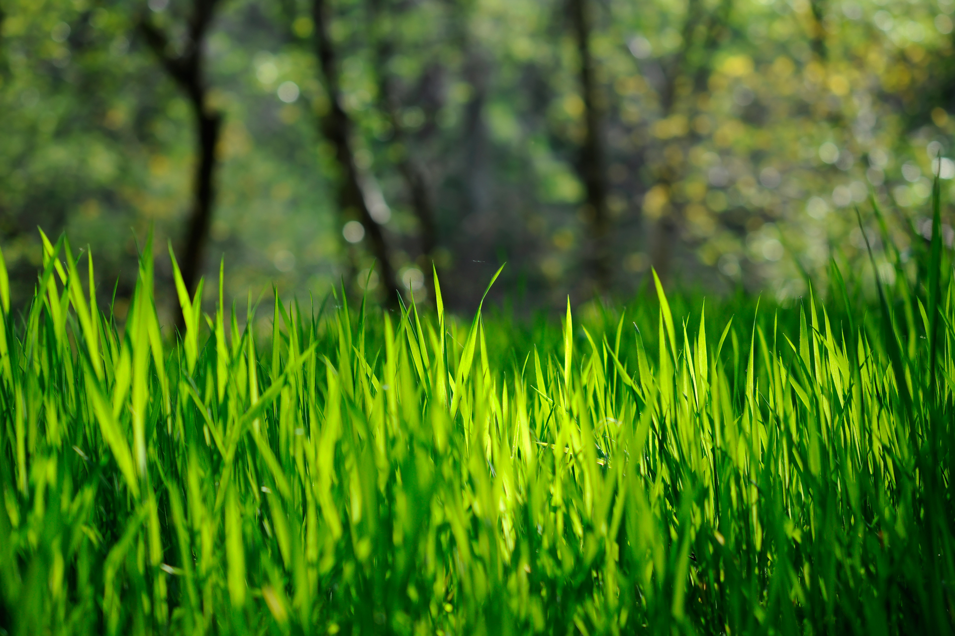 Grass Hd Wallpapers