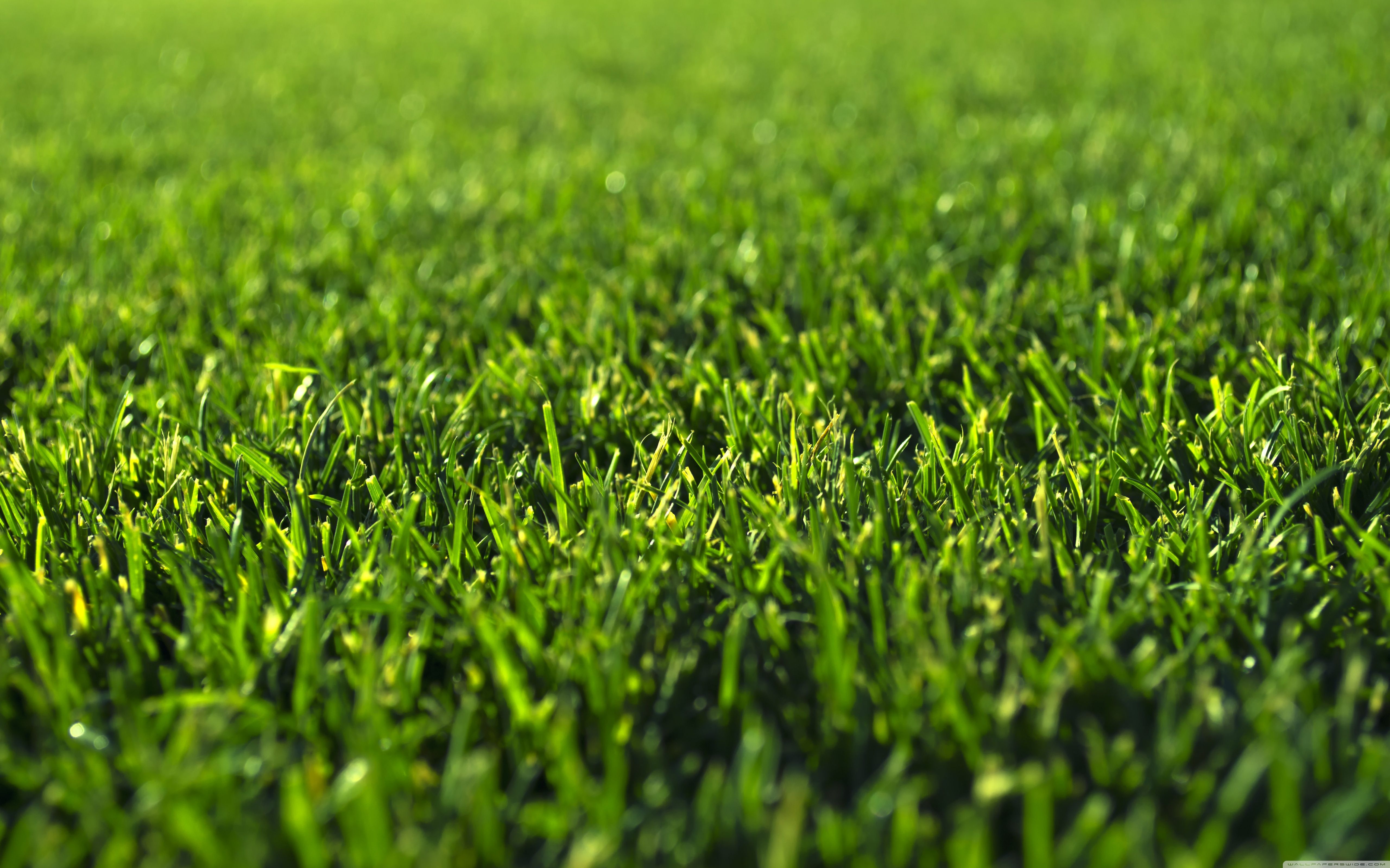 Grass Hd Wallpapers