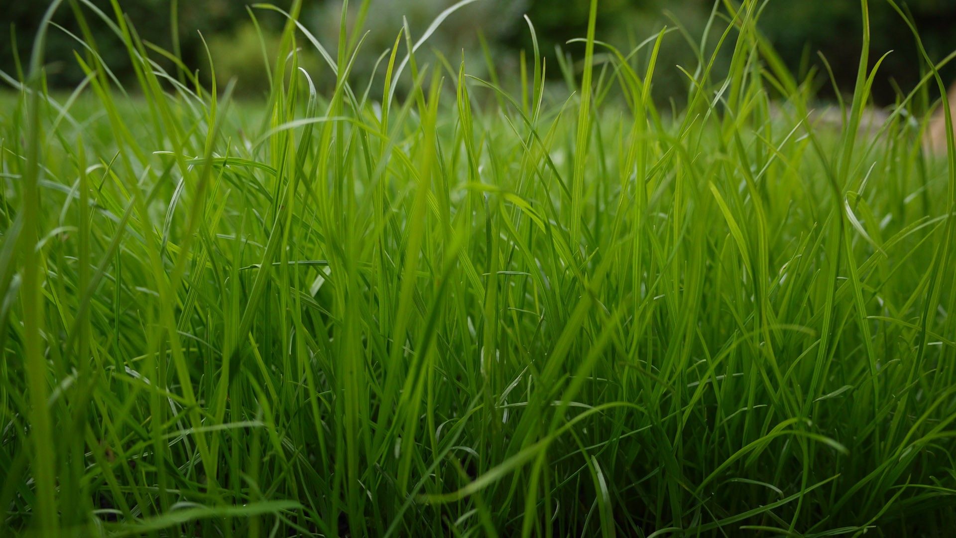 Grass Hd Wallpapers