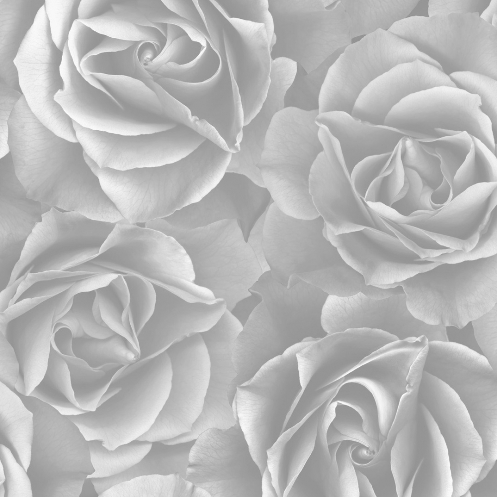 Gray Roses Wallpapers