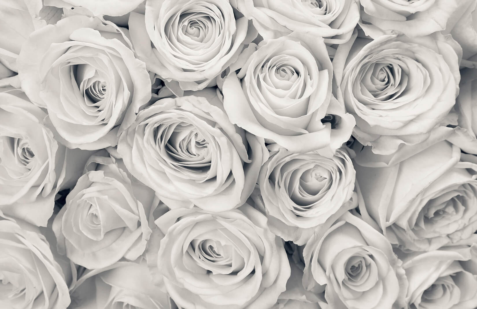 Gray Roses Wallpapers