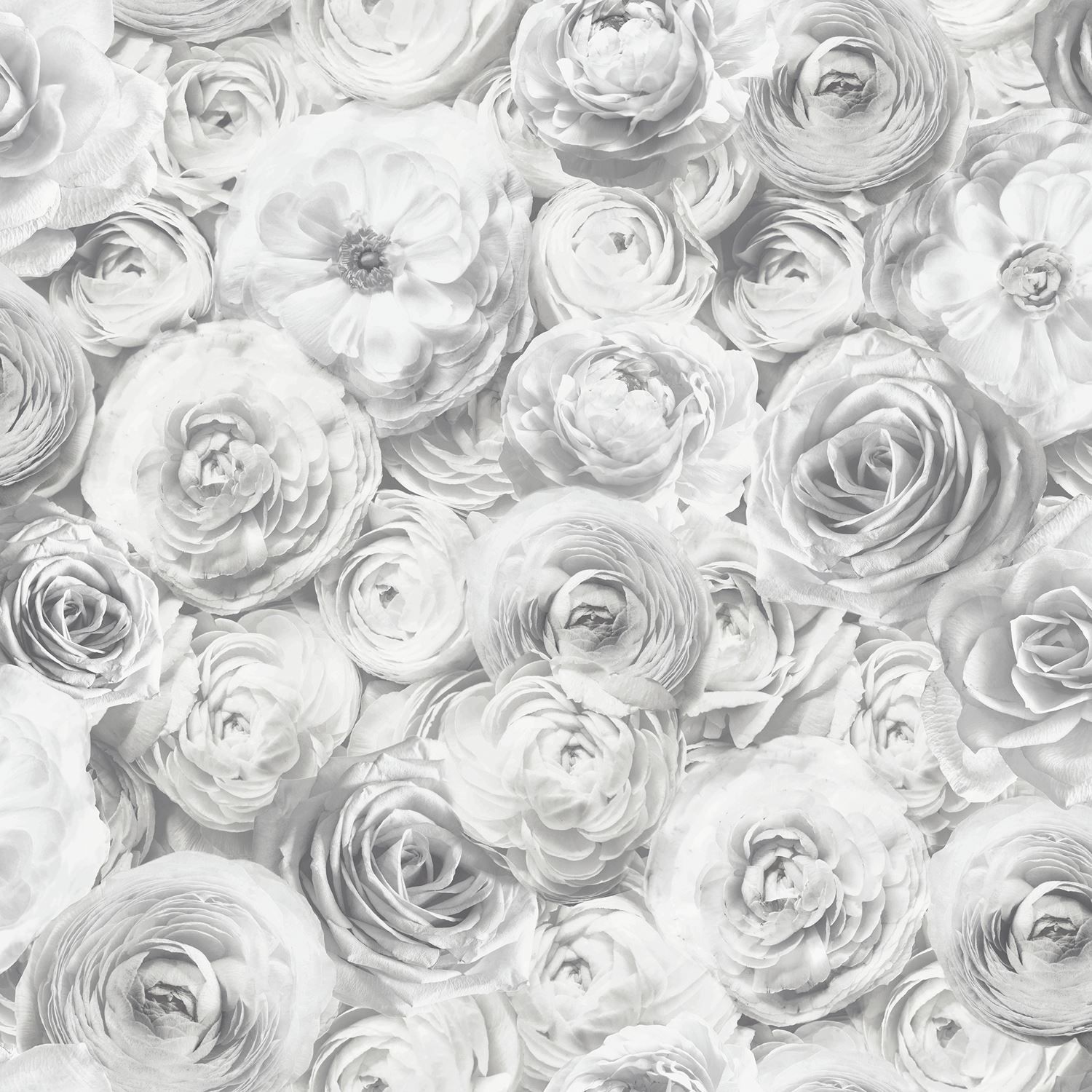 Gray Roses Wallpapers