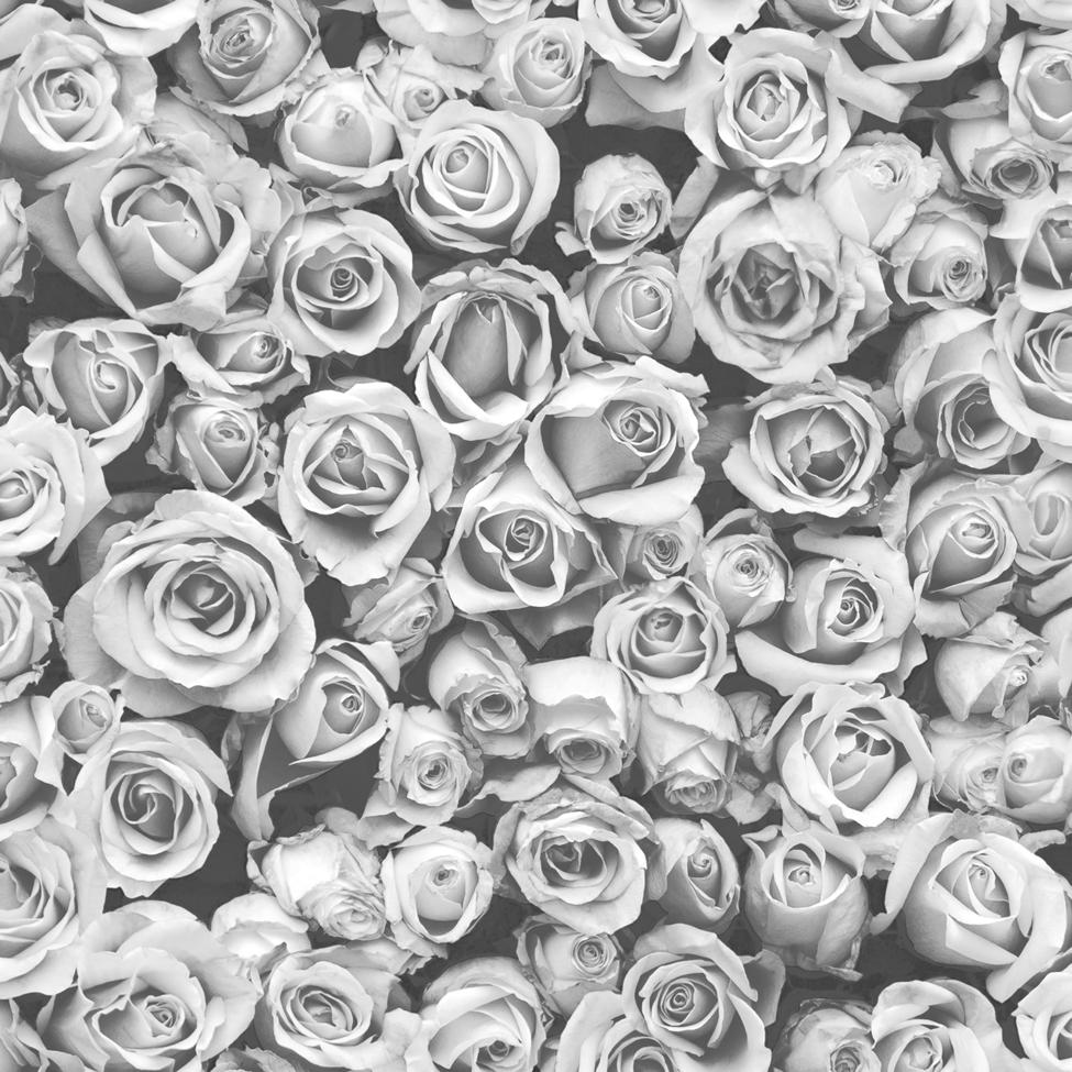 Gray Roses Wallpapers