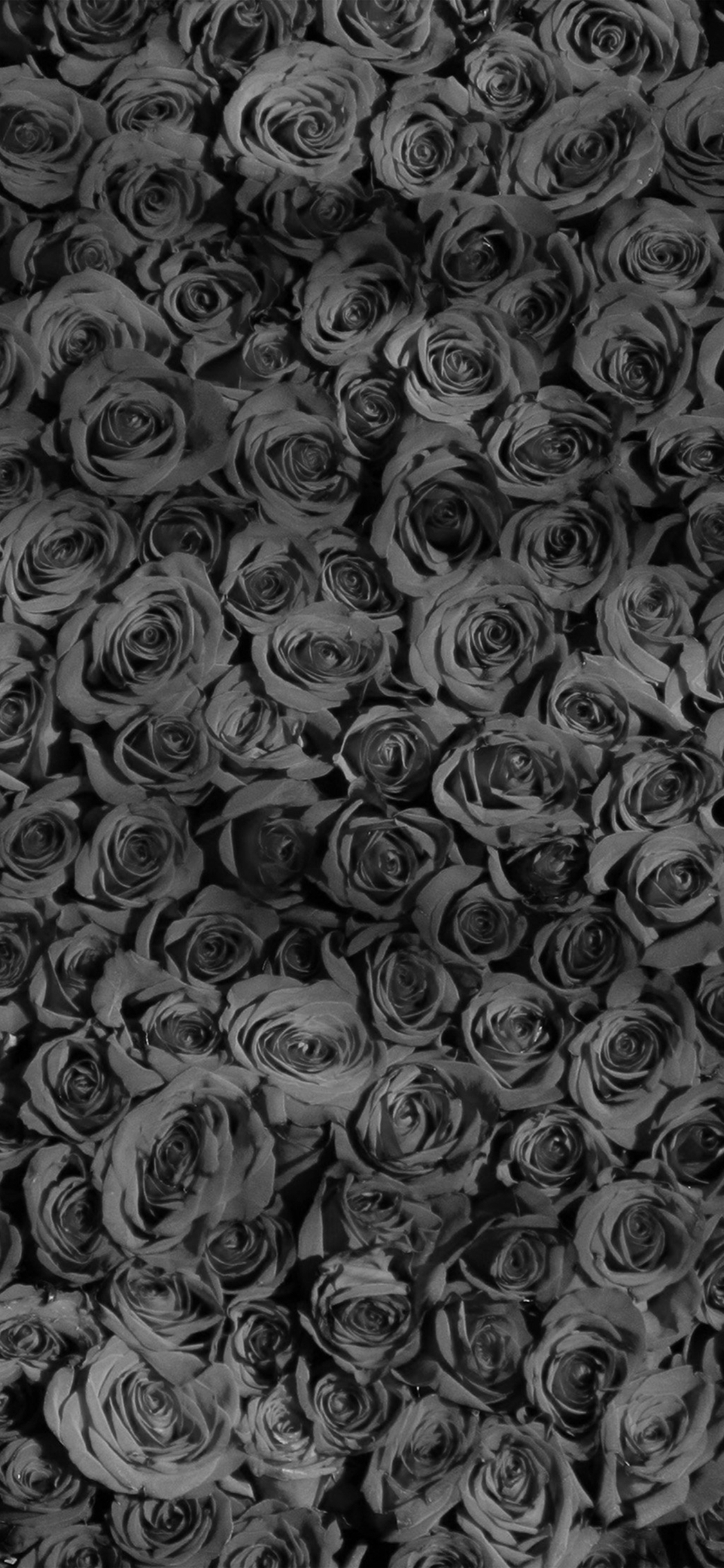 Gray Roses Wallpapers