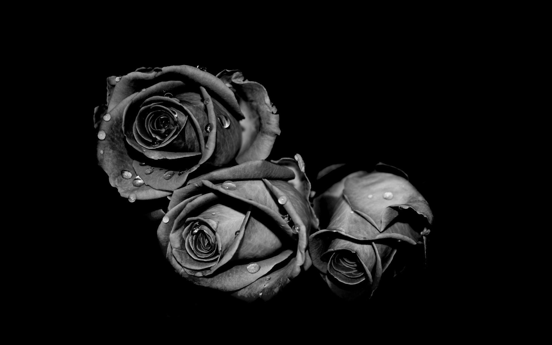 Gray Roses Wallpapers