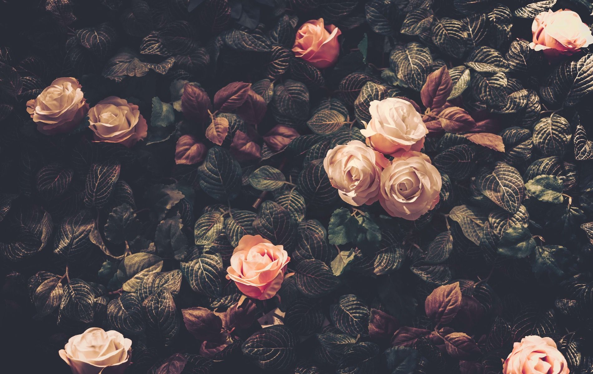 Gray Roses Wallpapers