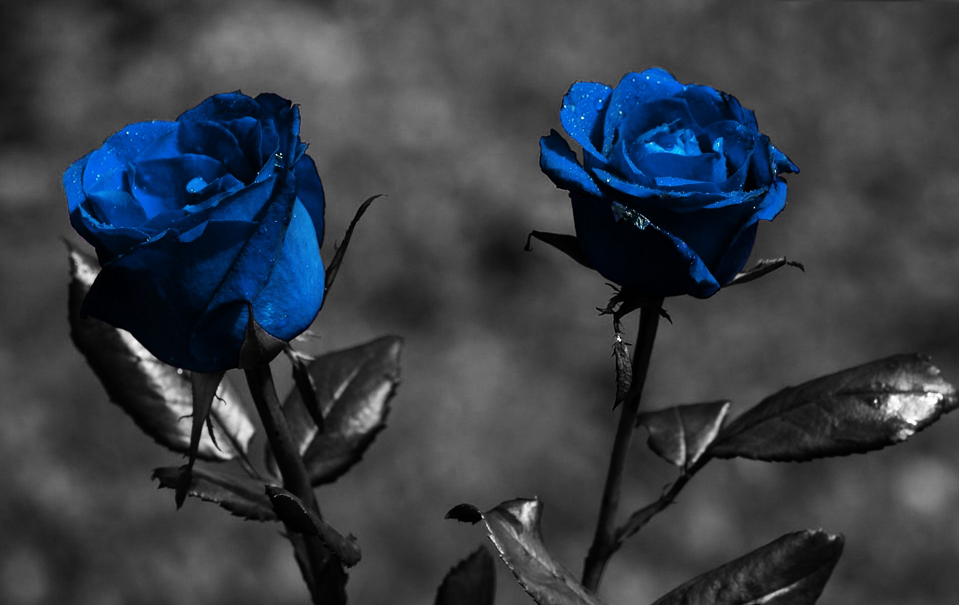 Gray Roses Wallpapers