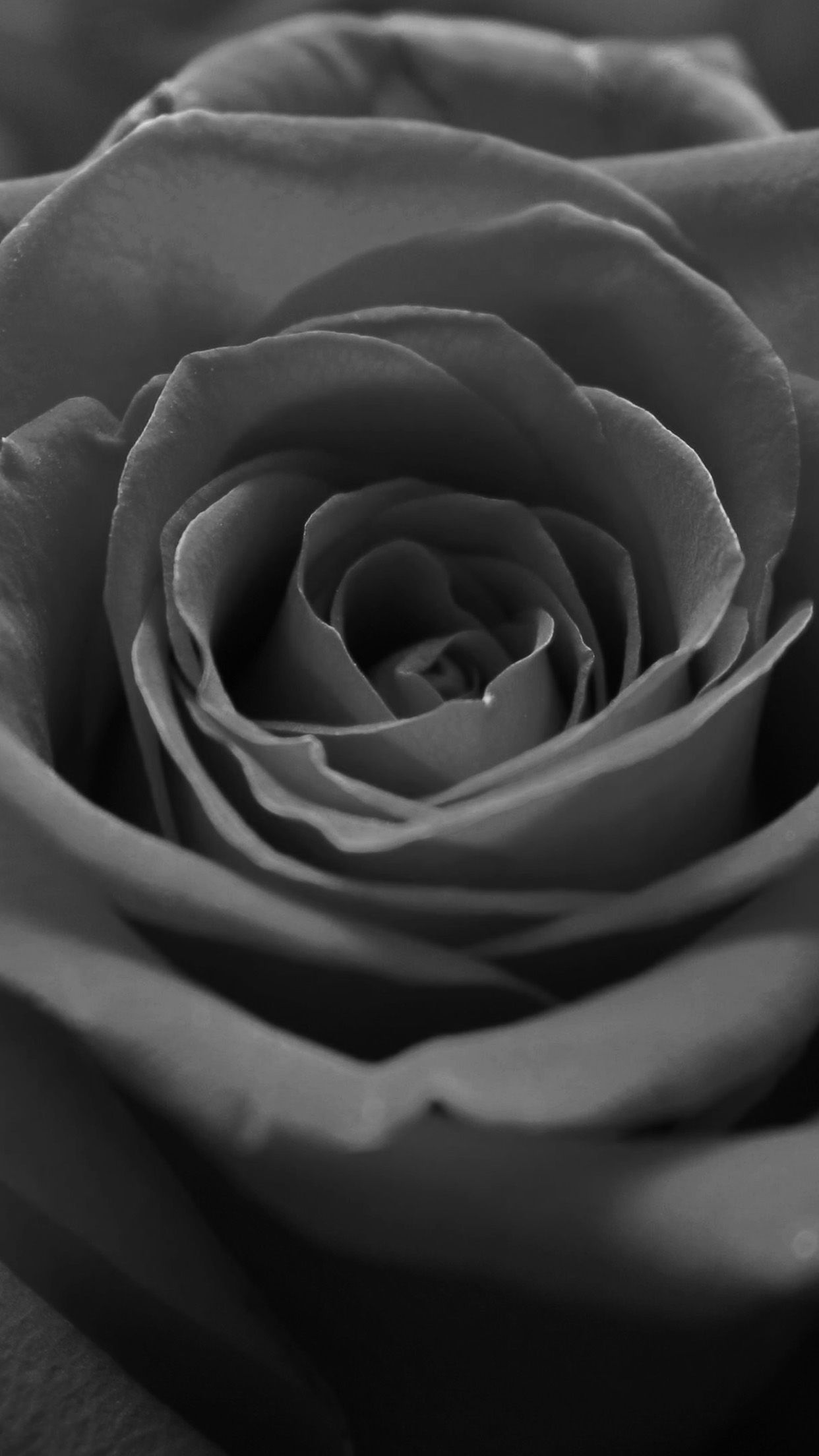 Gray Roses Wallpapers