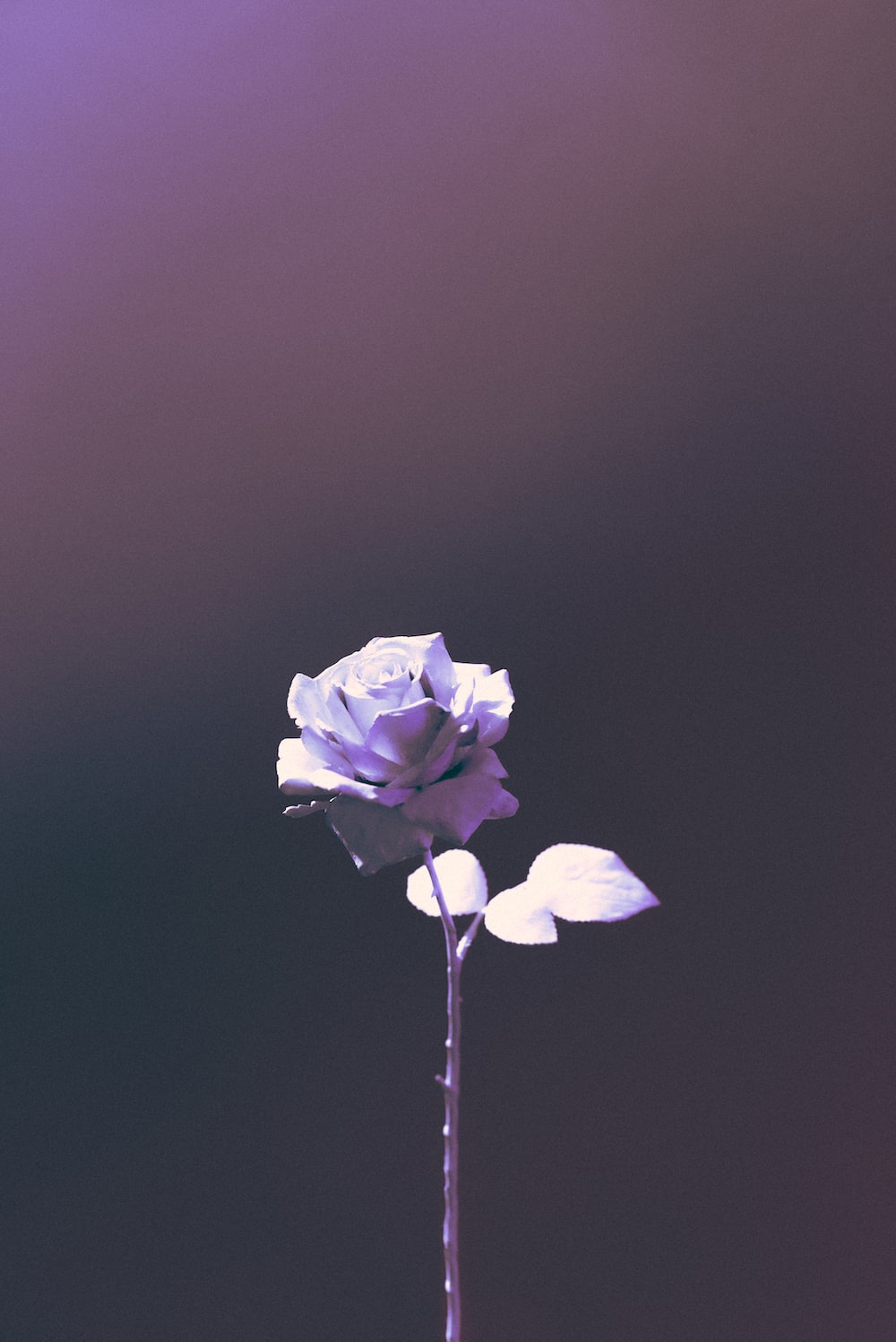 Gray Roses Wallpapers