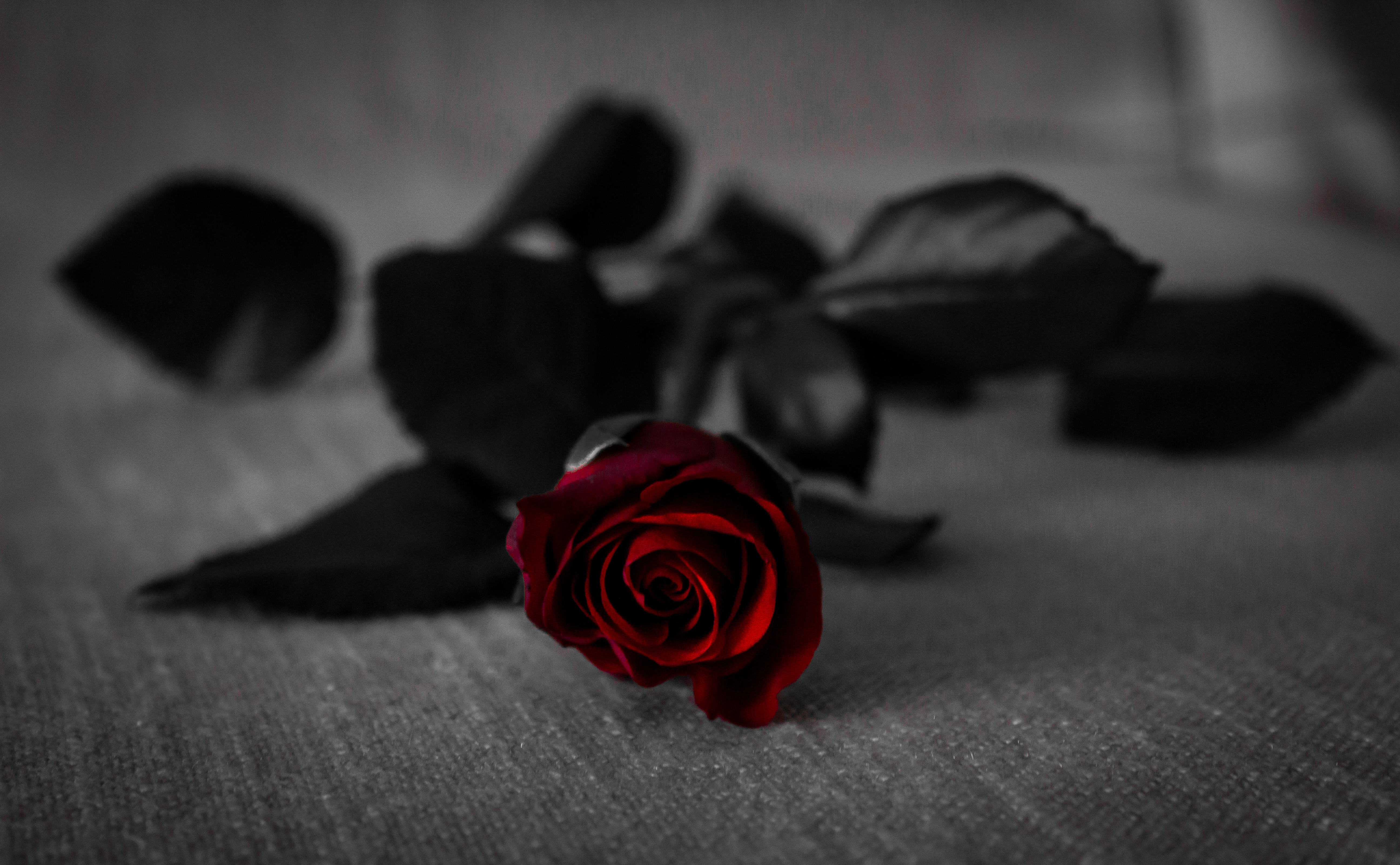 Gray Roses Wallpapers