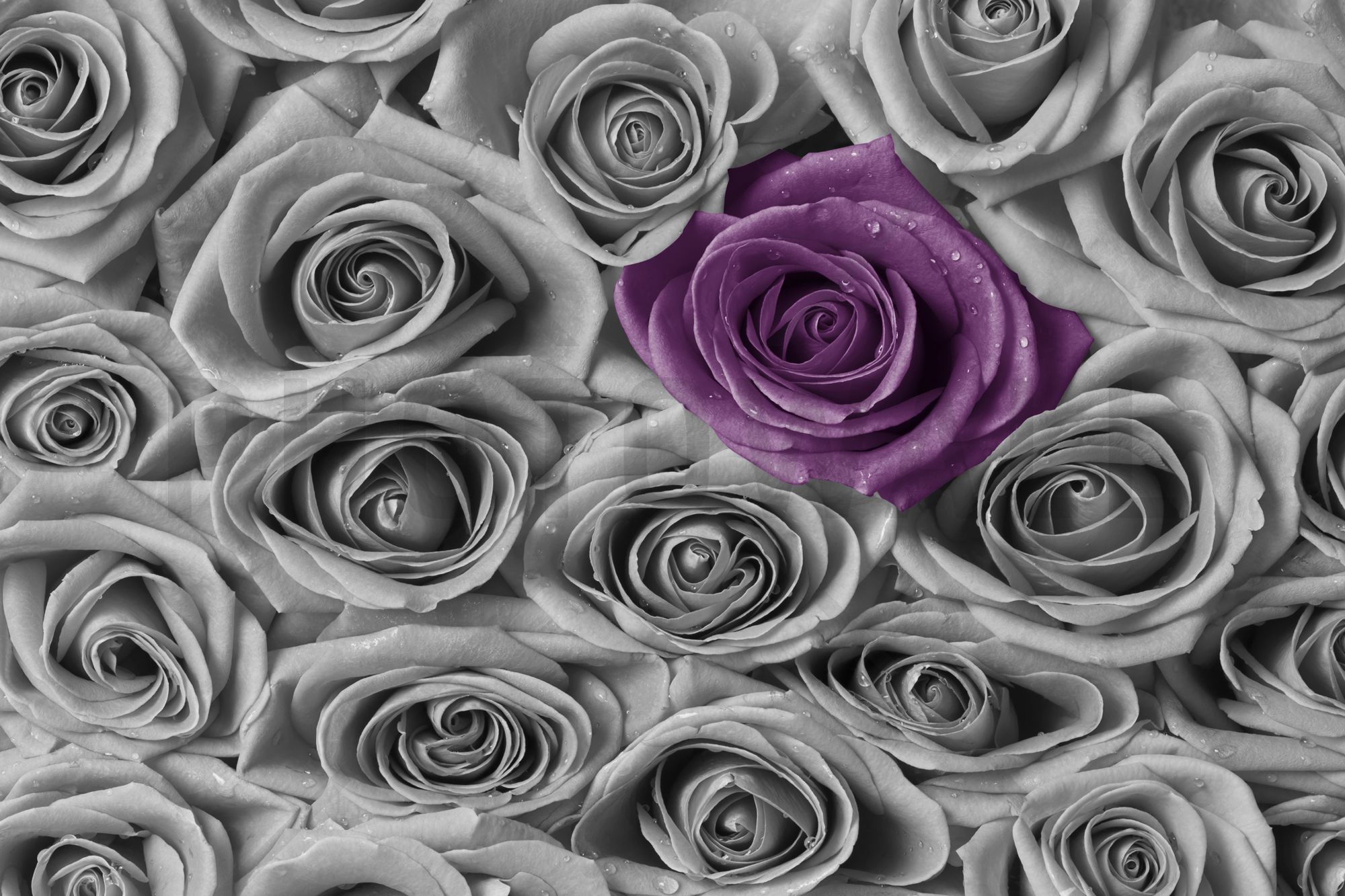 Gray Roses Wallpapers