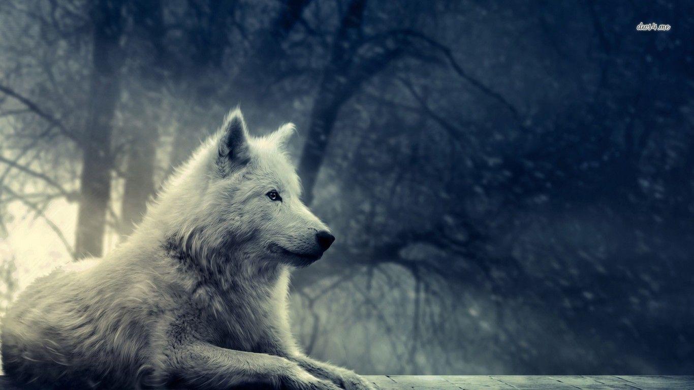 Gray Wolf Wallpapers