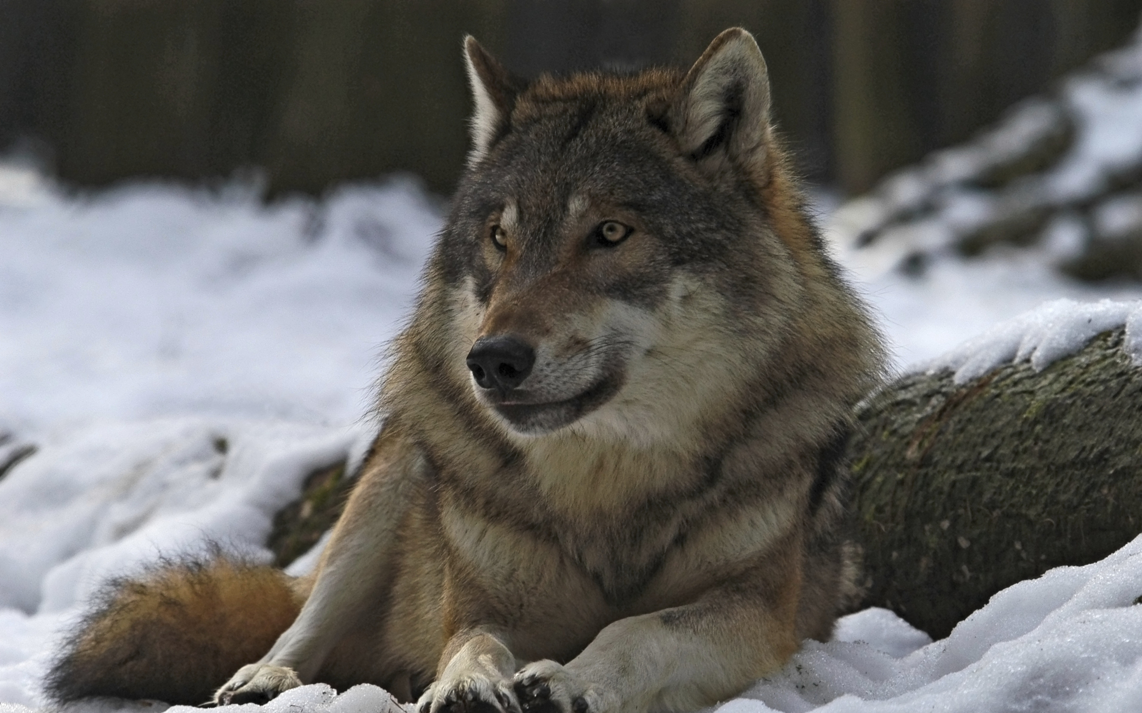 Gray Wolf Wallpapers