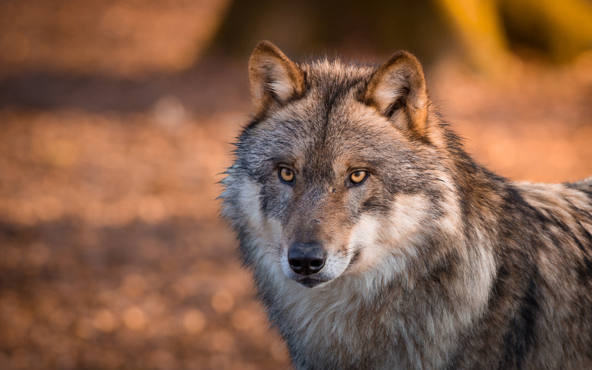 Gray Wolf Wallpapers