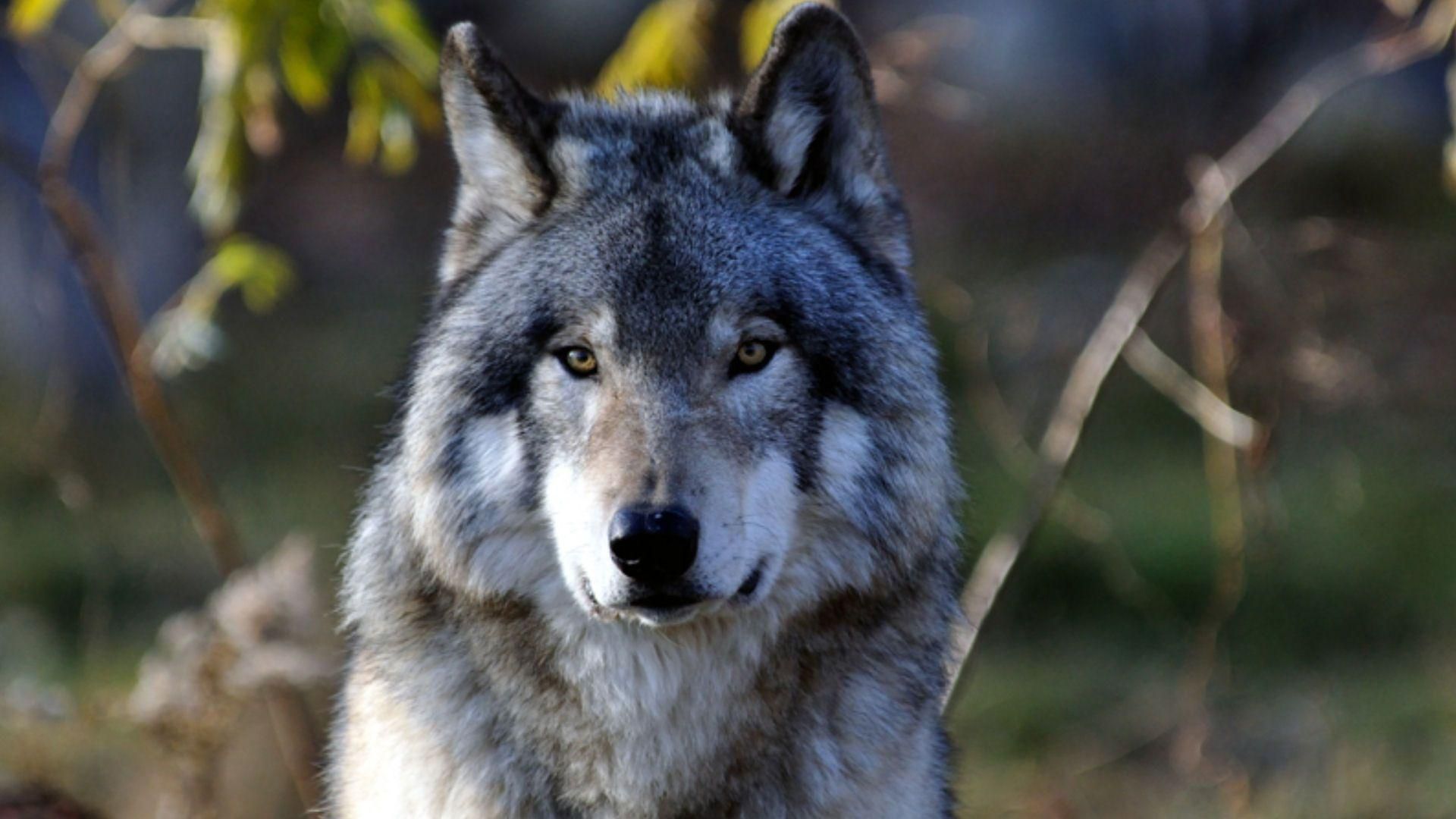 Gray Wolf Wallpapers