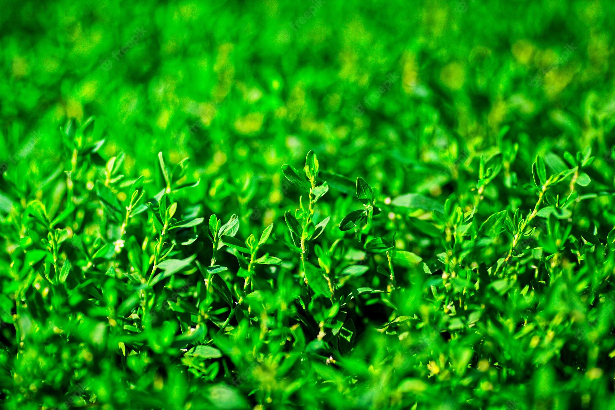 Green Blank Wallpapers