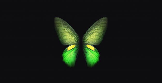 Green Butterfly Wallpapers