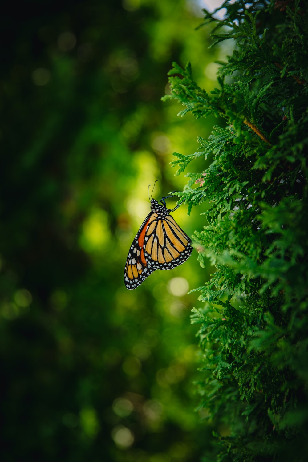 Green Butterfly Wallpapers