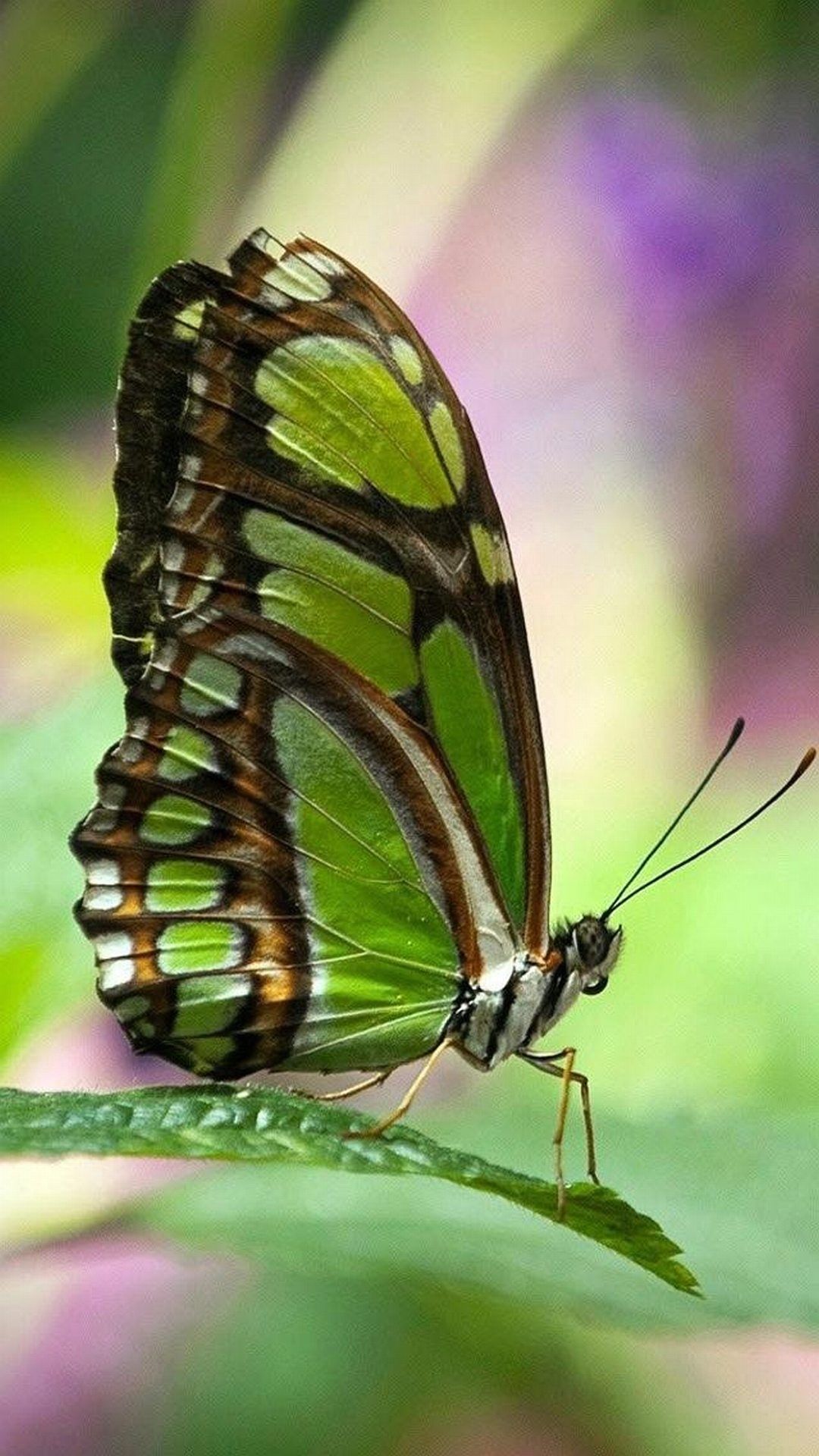 Green Butterfly Wallpapers