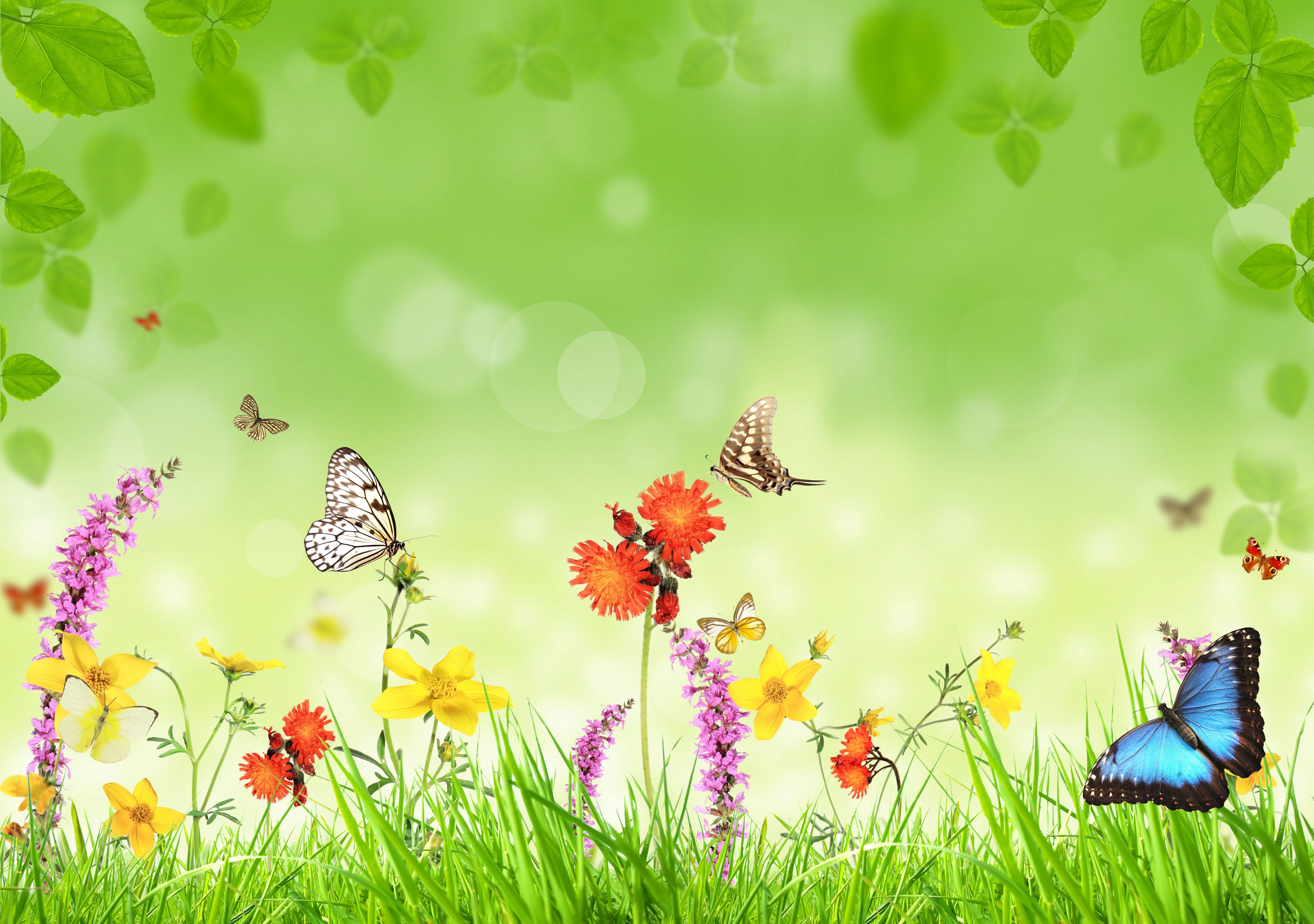 Green Butterfly Wallpapers