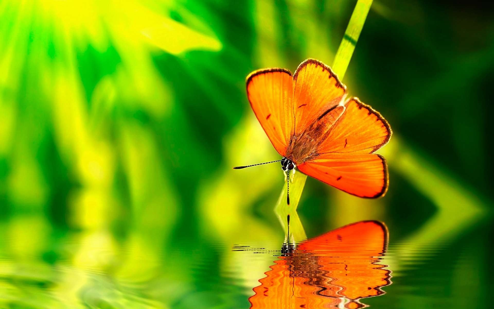 Green Butterfly Wallpapers