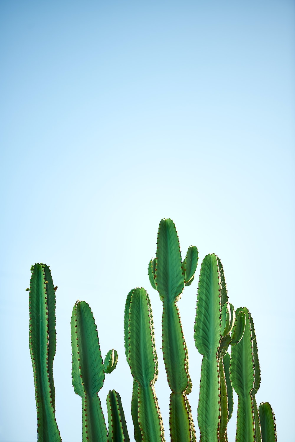 Green Cactus Wallpapers