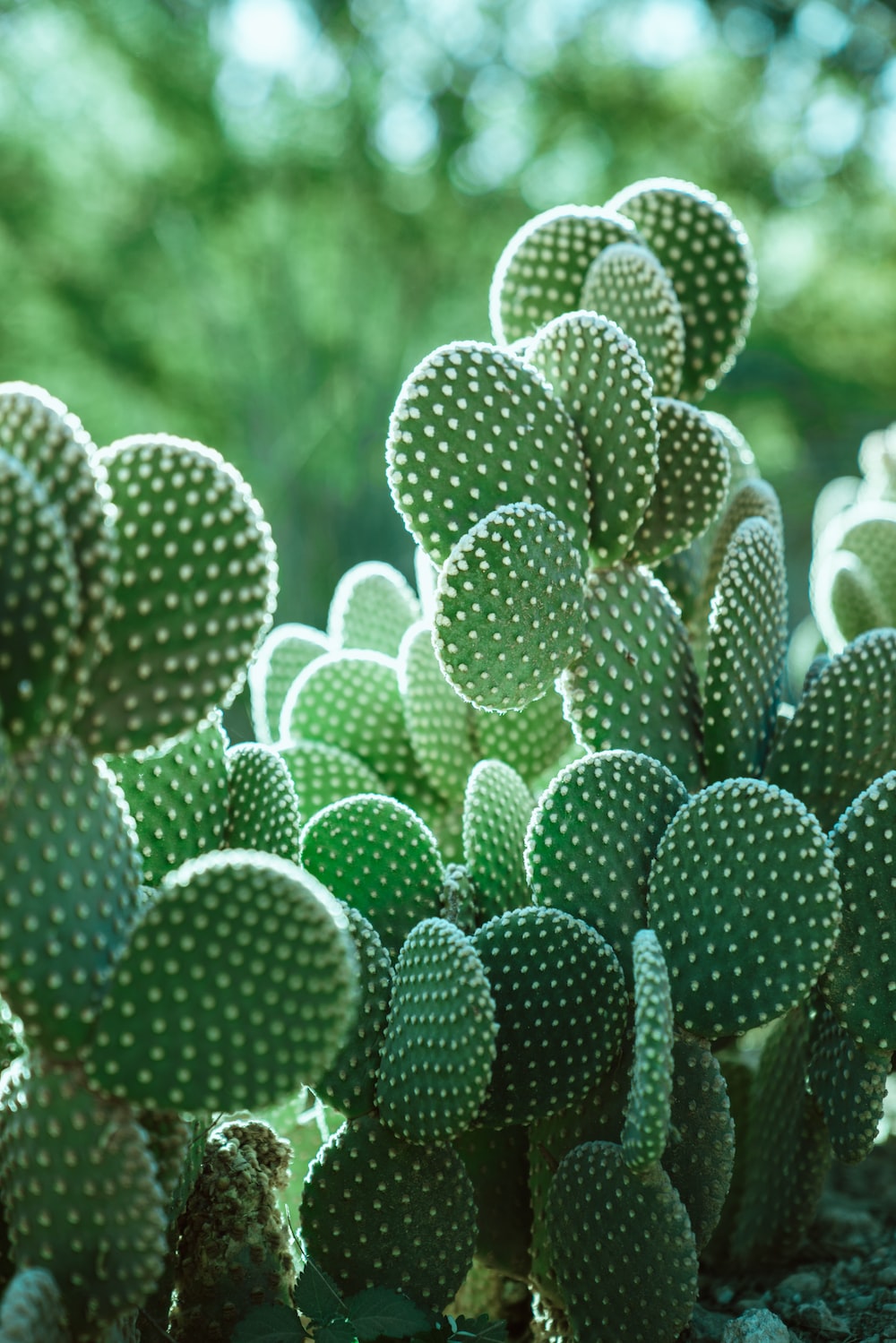 Green Cactus Wallpapers