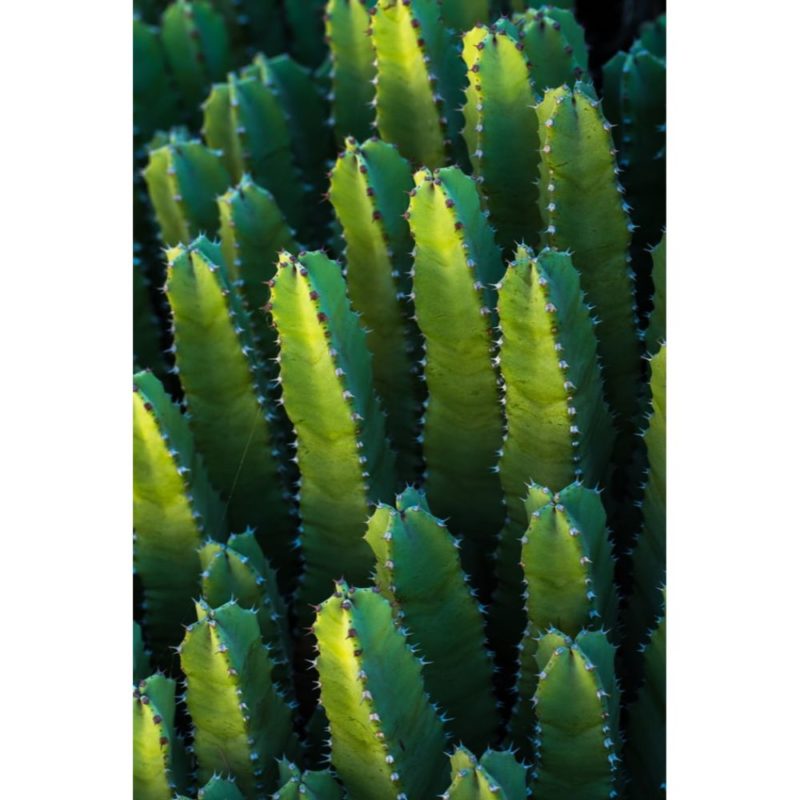 Green Cactus Wallpapers