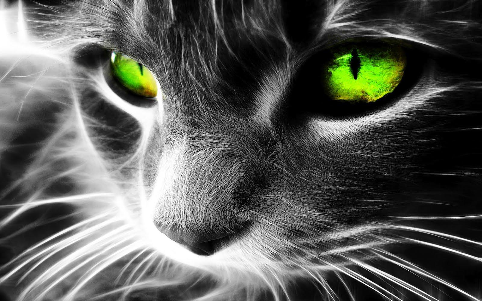 Green Cat Art Wallpapers