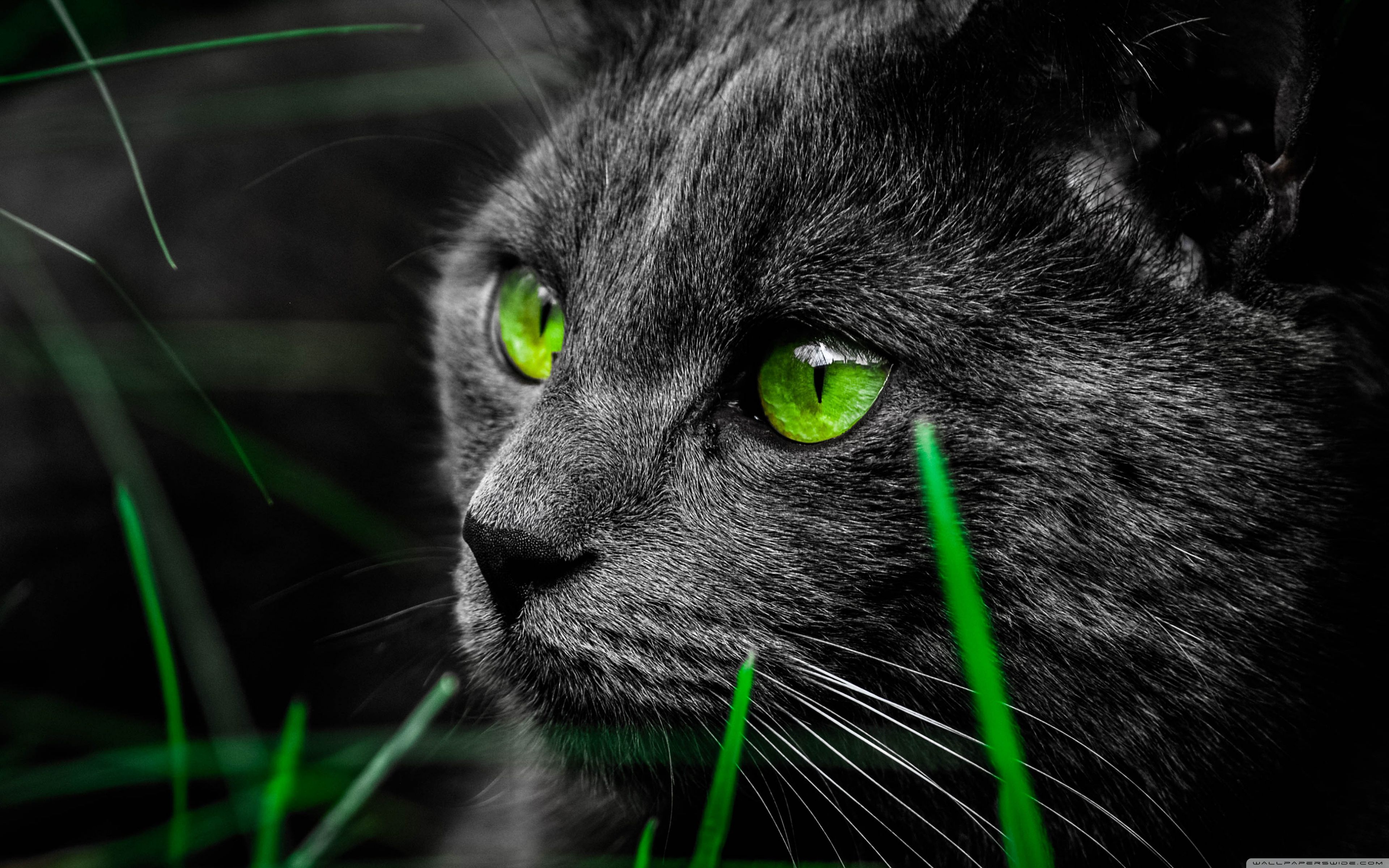 Green Cat Art Wallpapers