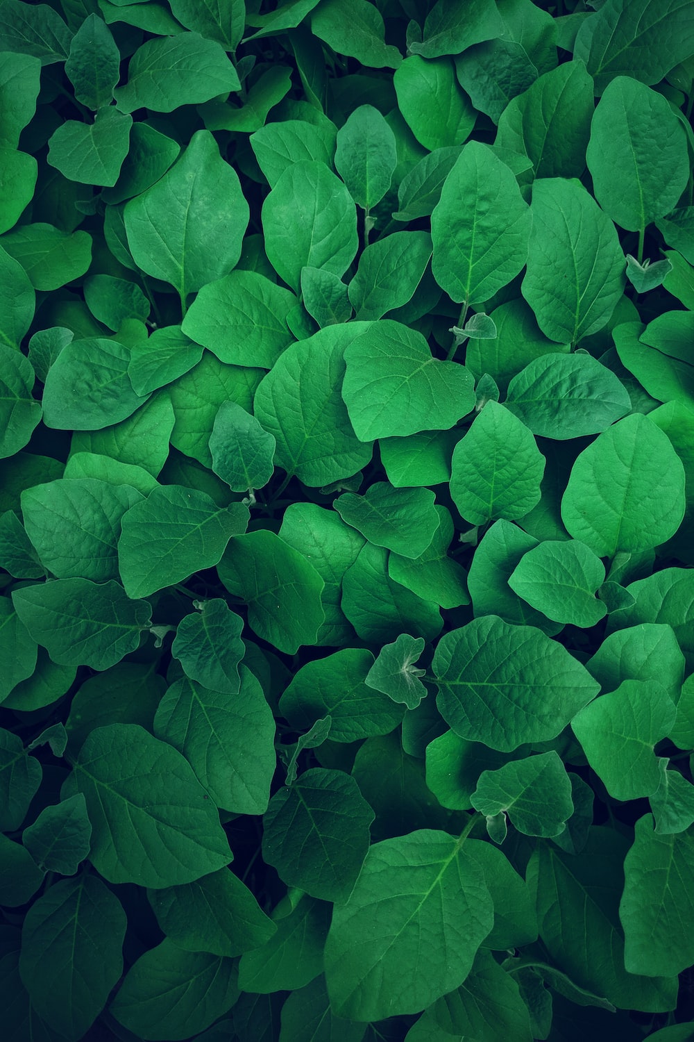 Green Desktop Wallpapers