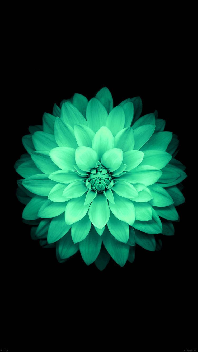 Green Flower Pictures Wallpapers