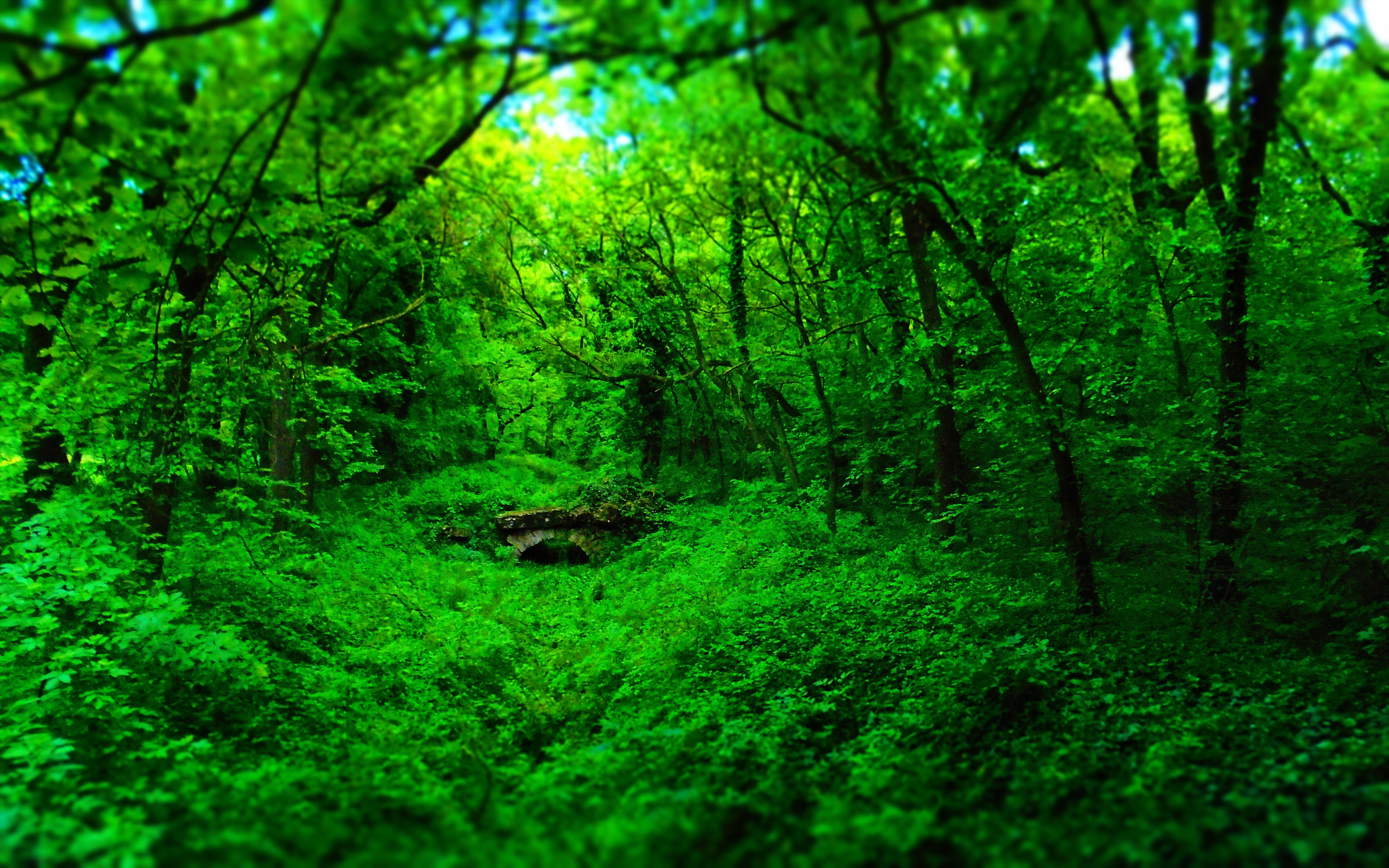 Green Forest Landscape Wallpapers