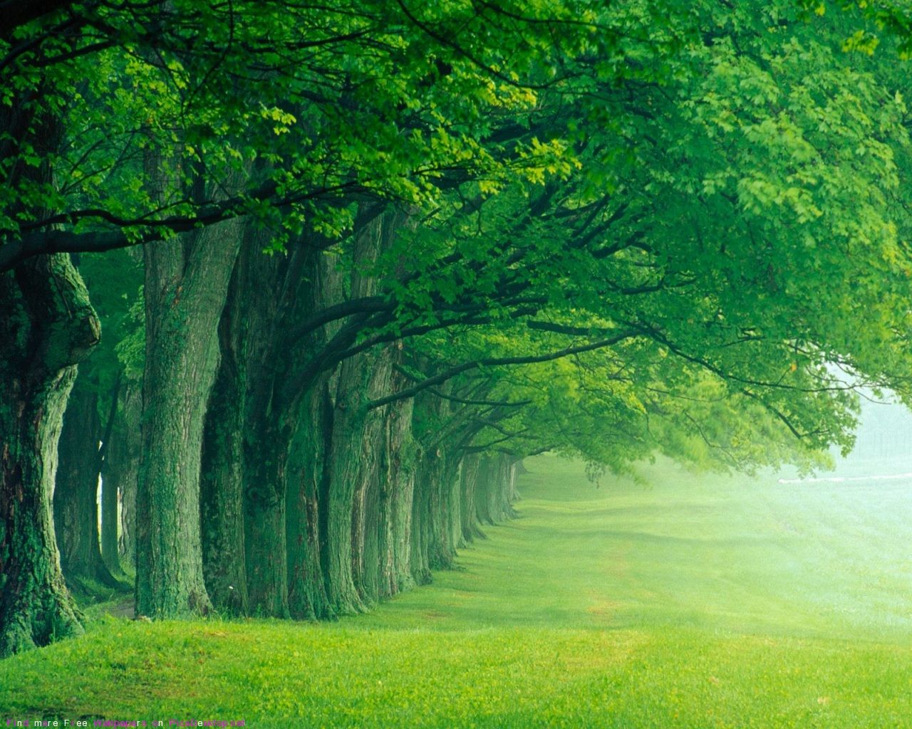 Green Forest Landscape Wallpapers