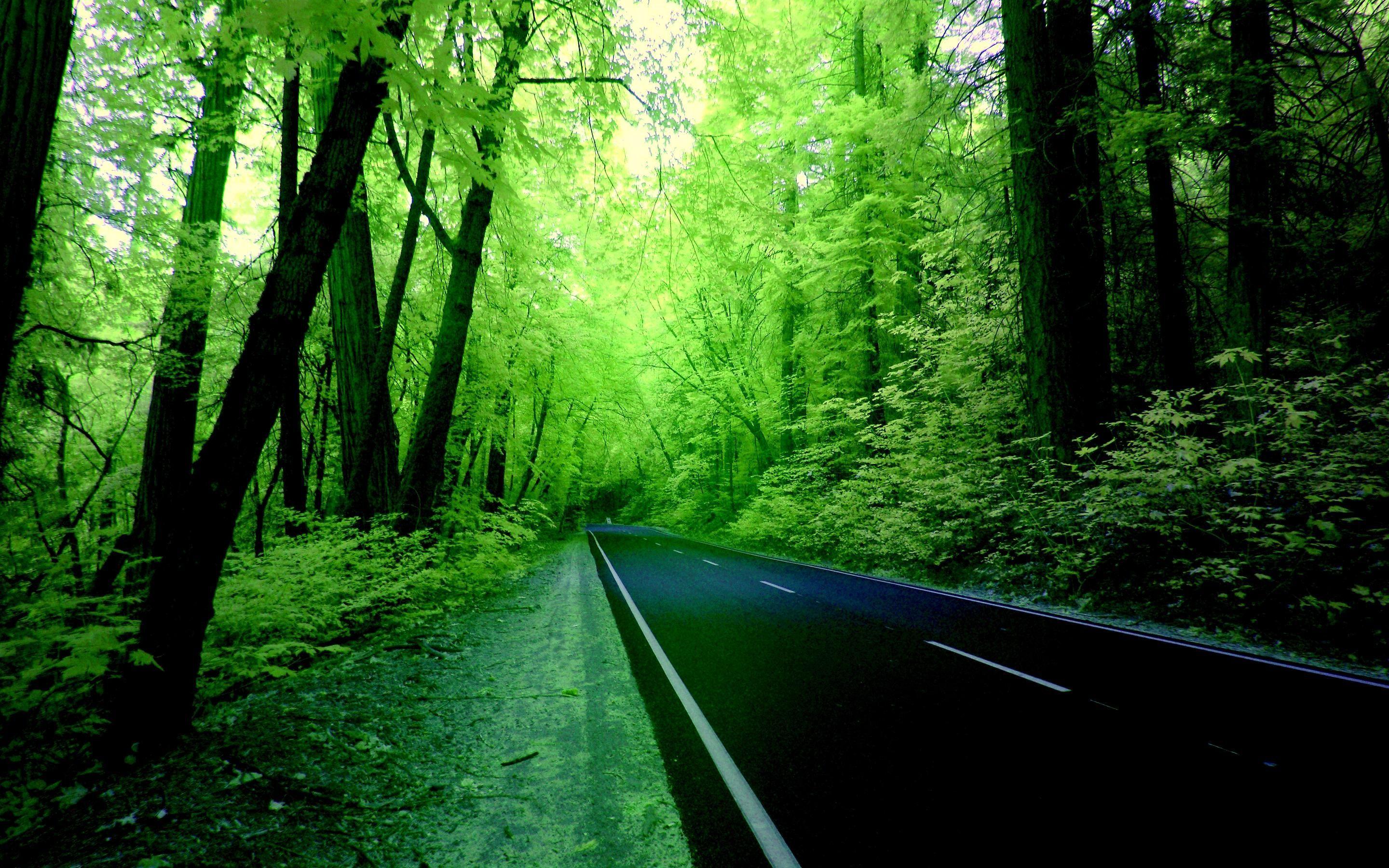 Green Forest Landscape Wallpapers