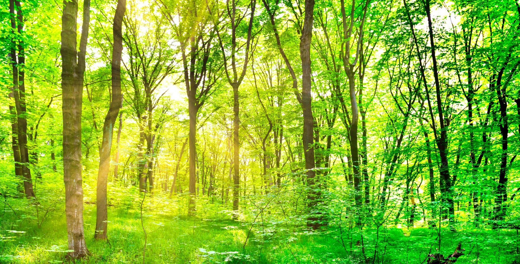 Green Forest Landscape Wallpapers