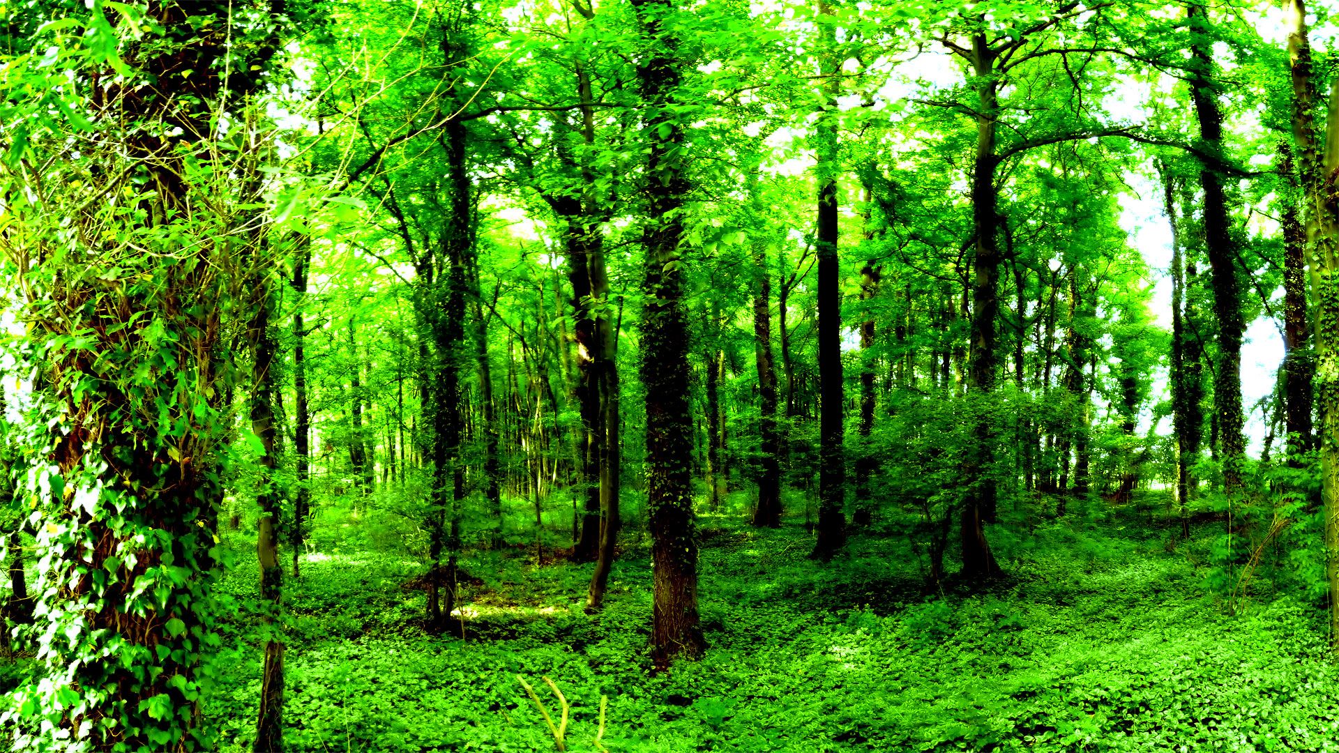 Green Forest Landscape Wallpapers