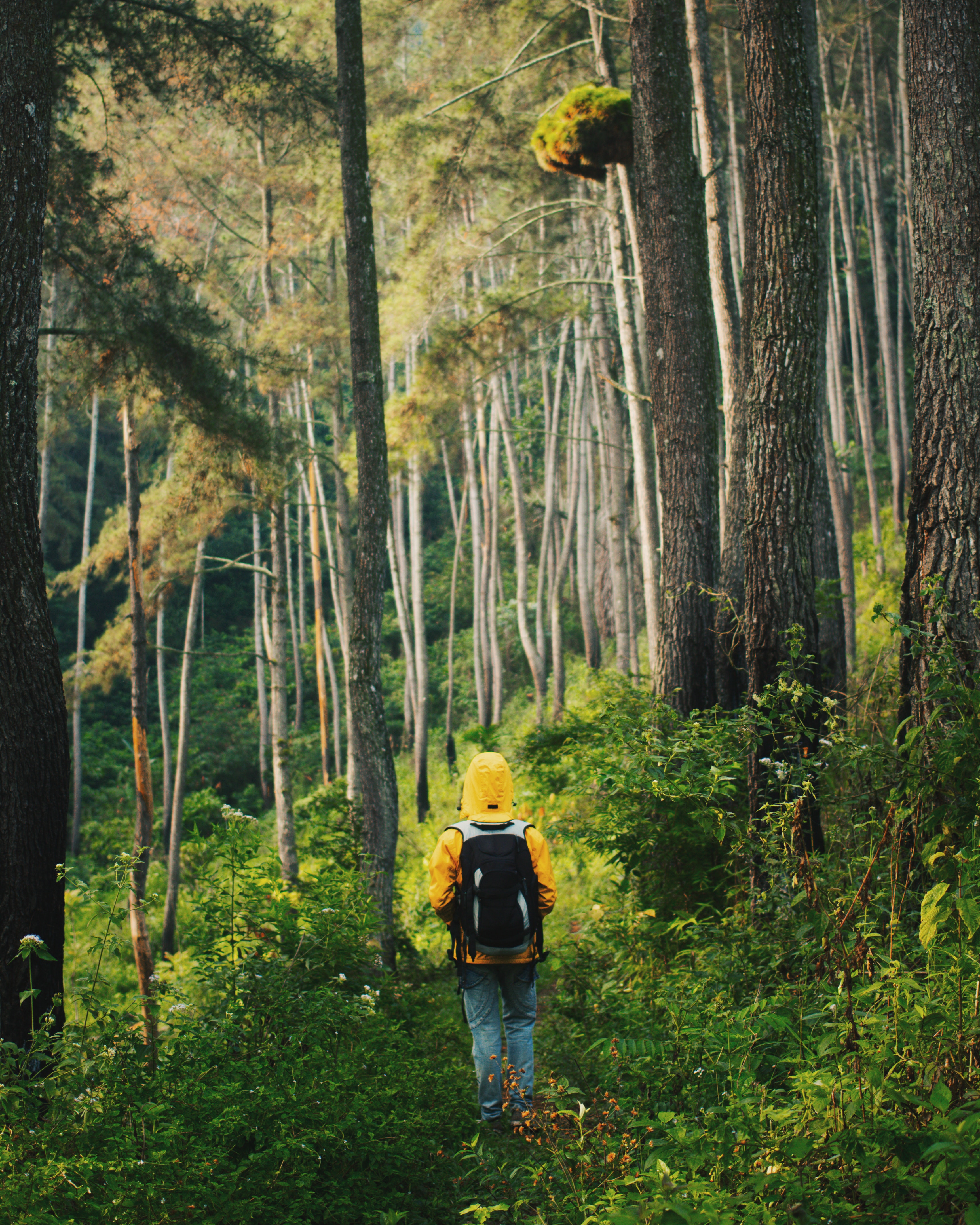 Green Forest Landscape Wallpapers