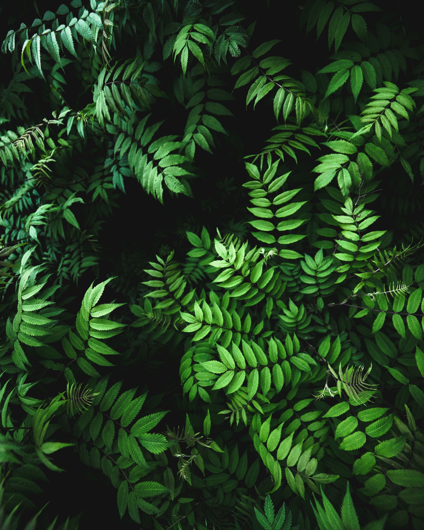 Green Leaf Wallpapers