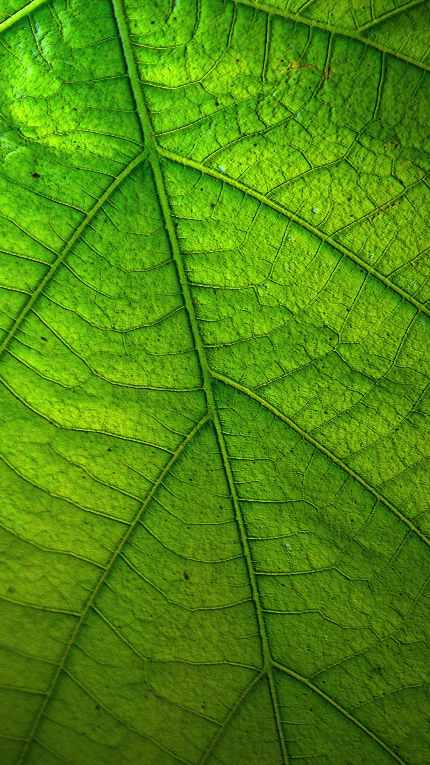 Green Leaf Wallpapers