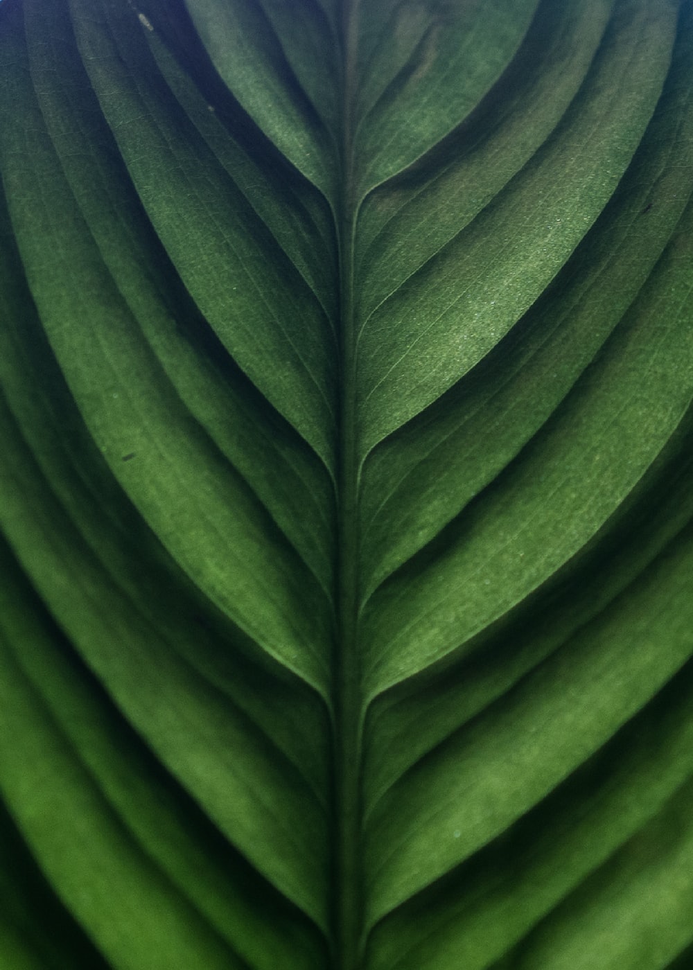 Green Leaf Wallpapers