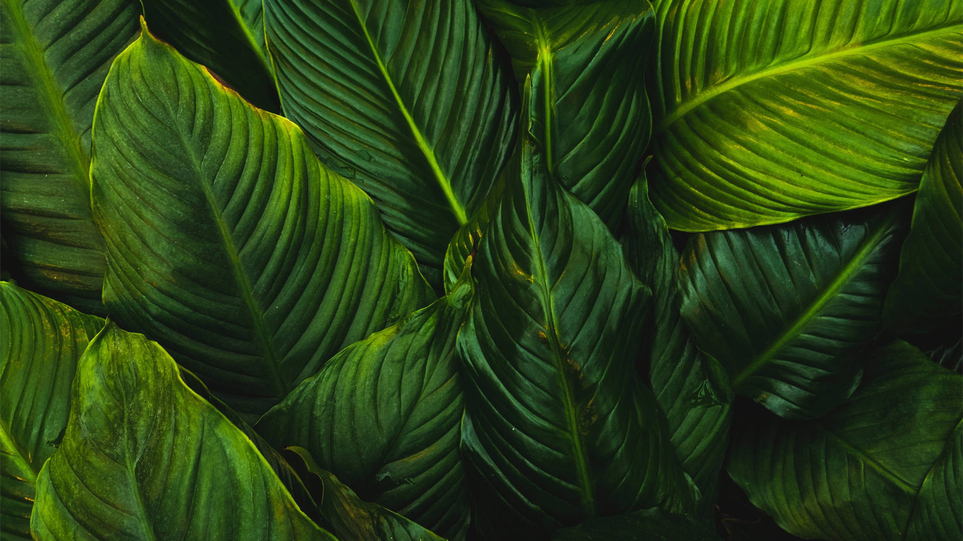 Green Leaf Wallpapers