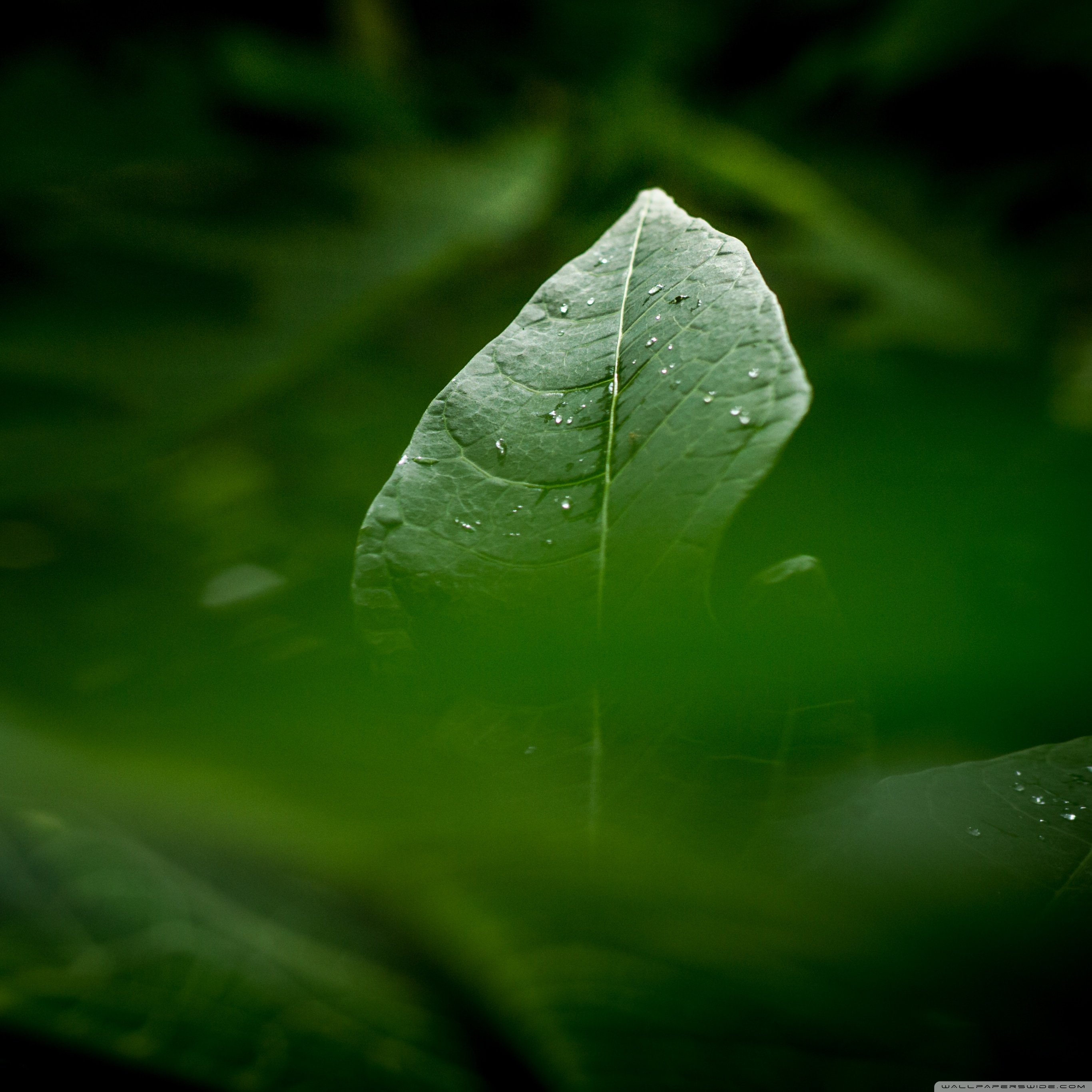 Green Leaf Wallpapers