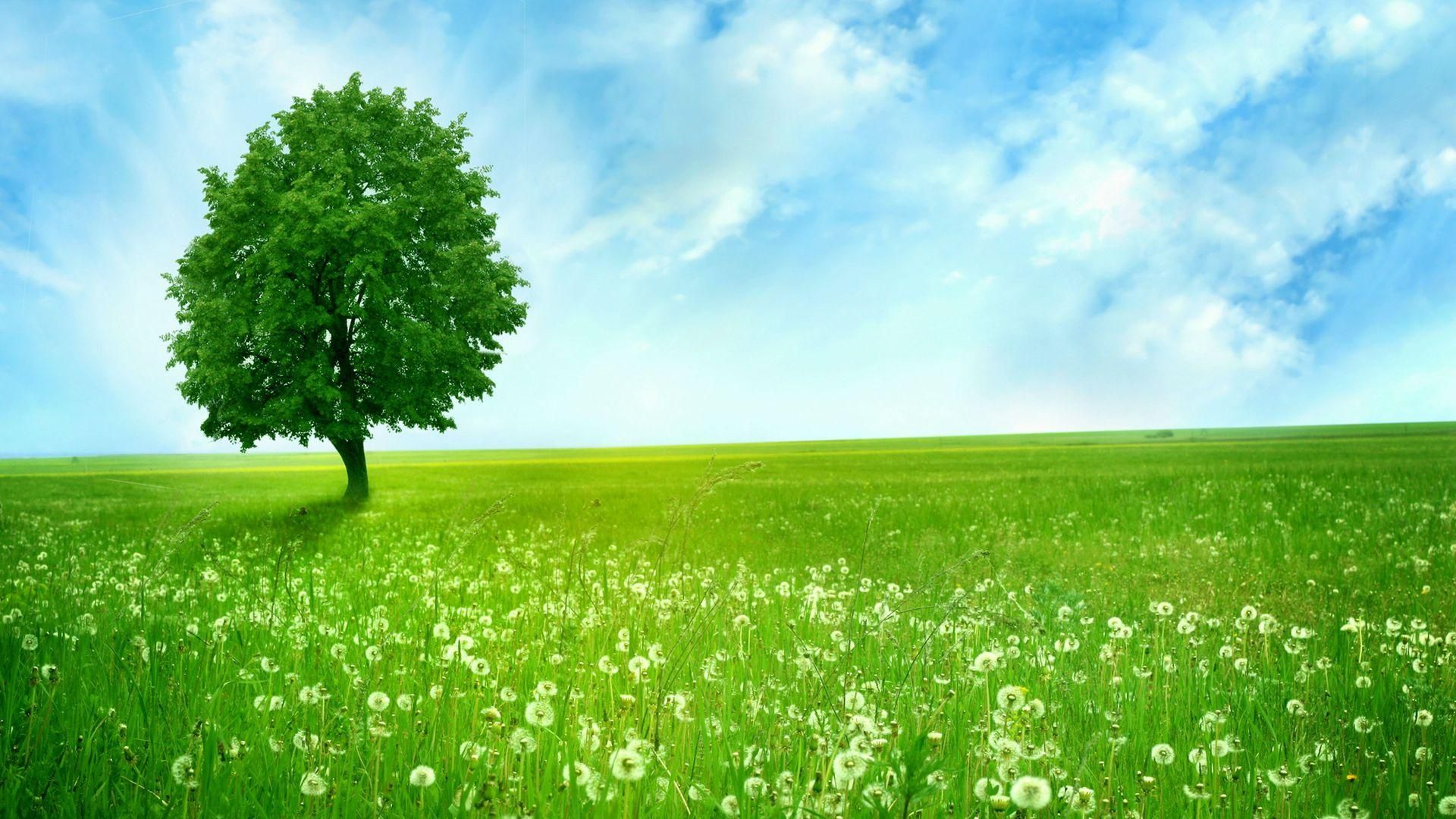 Green Nature Wallpapers