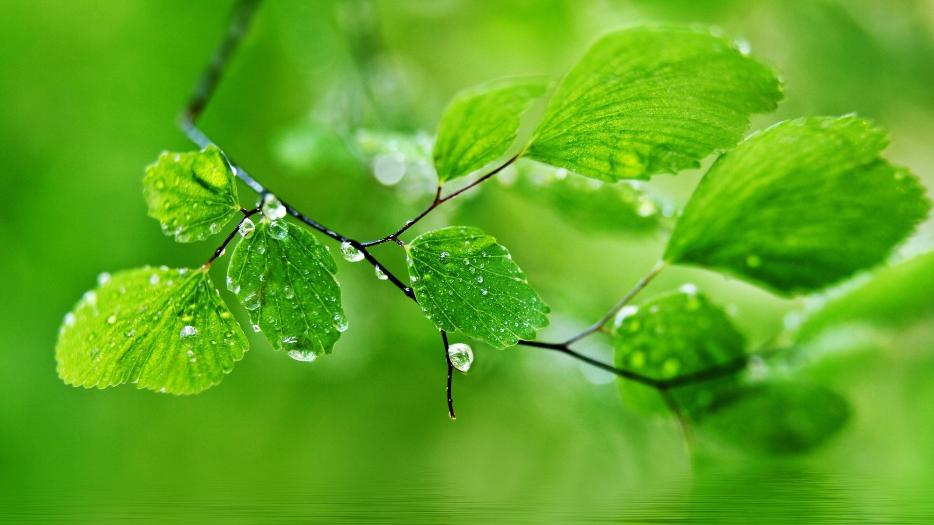 Green Nature Wallpapers