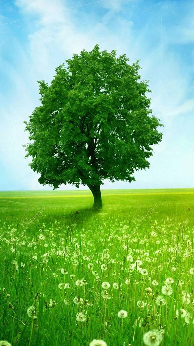 Green Nature Wallpapers