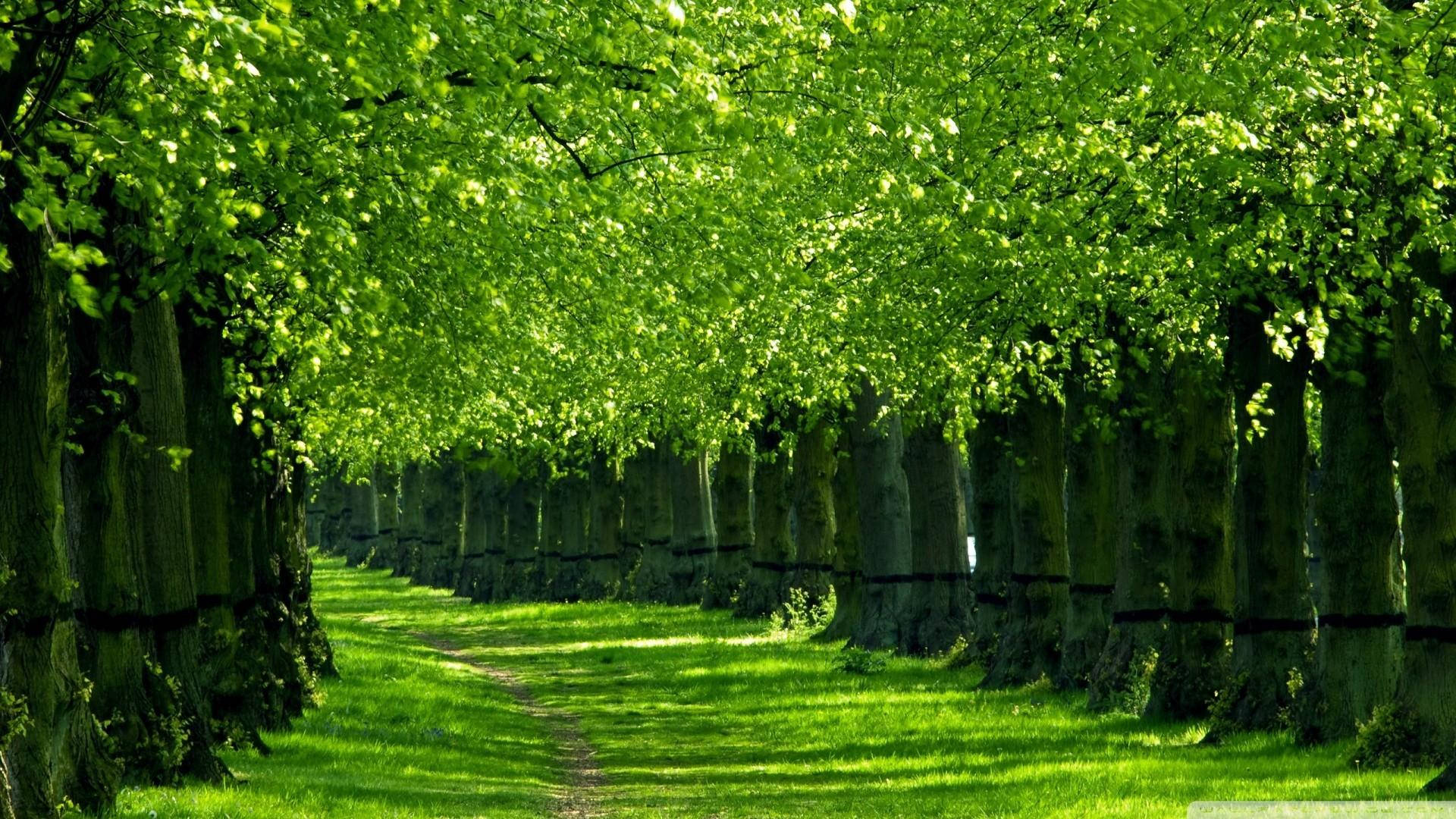 Green Nature Wallpapers